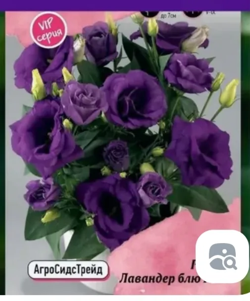 Рози Лавандер блю F1