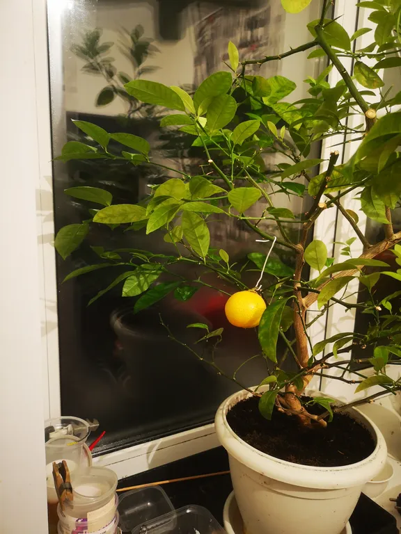 Цитрус Лиметта Россо