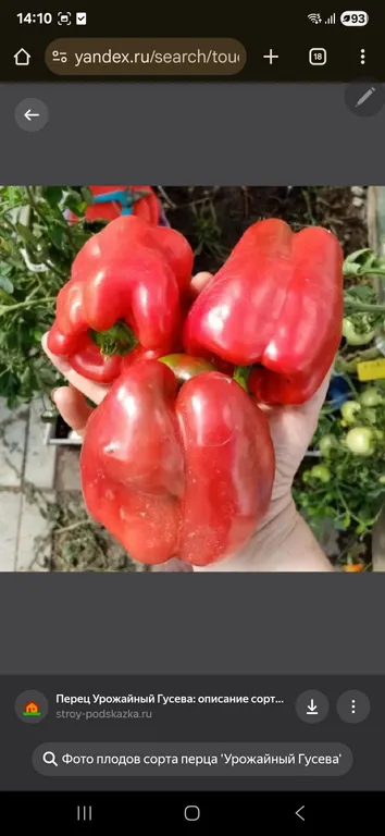 Урожайный Гусева