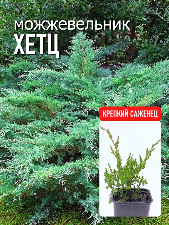 Виргинский Hetz