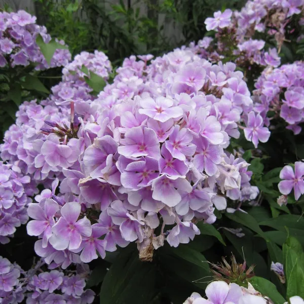 Флокс Flanz Schubert