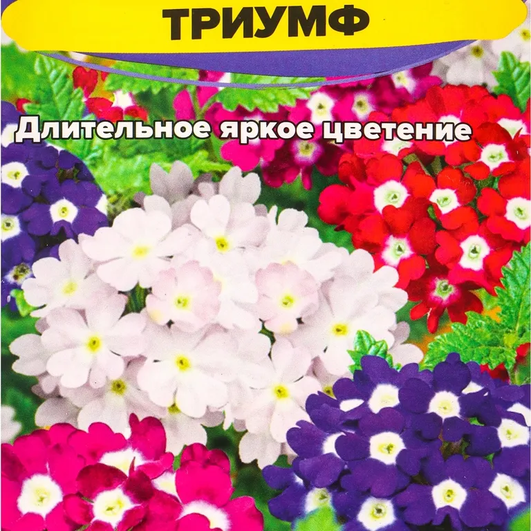 Вербена Гибридная Триумф 