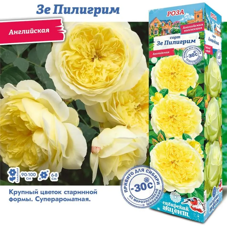 Роза английская Зе Пилигрим