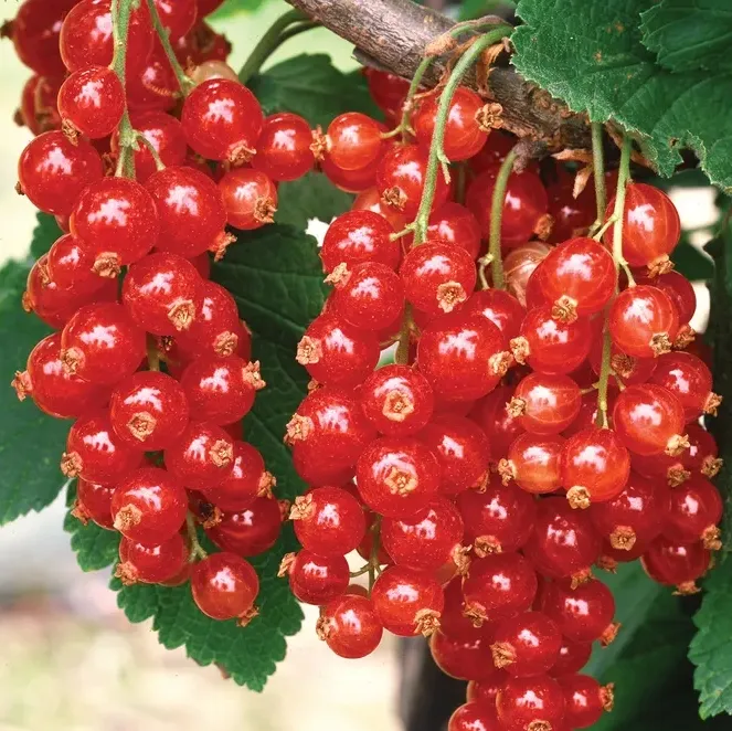 Красная Red Lake