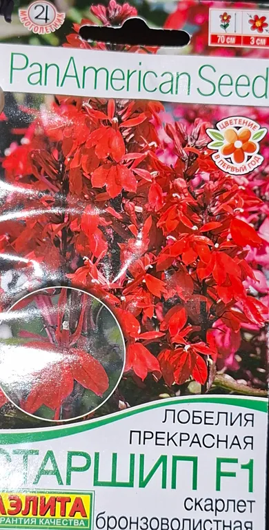 Лобелия прекрасная Старшип F1 Скарлет бронзоволистная
