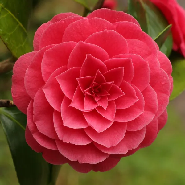 Камелия японская Madam  Lebois