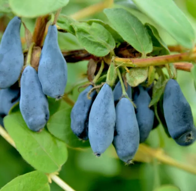 Жимолость Тундра