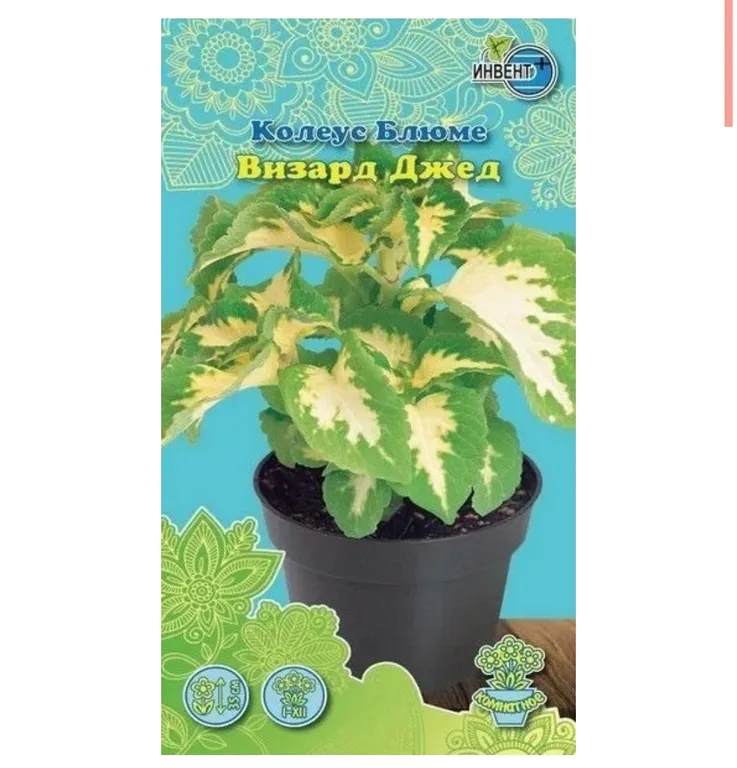 Блюме Визард Джед