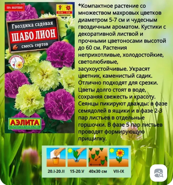 Гвоздика Шабо Лион, смесь окрасок