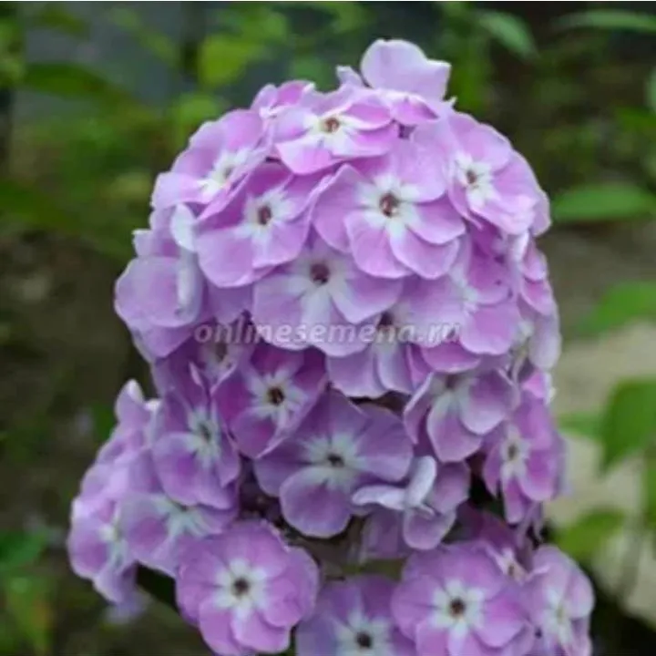 Флокс Мирослав 