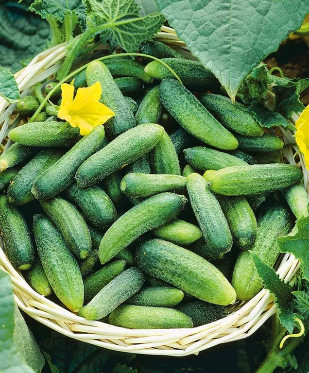 Уральская дружная семейка F1