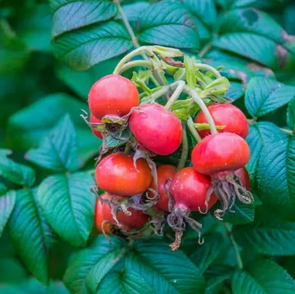 Sweet Hips Rugosa Rose (Rosa)