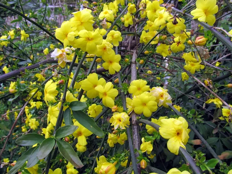 Жасмин голоцветковый