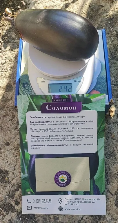 Баклажан Соломон