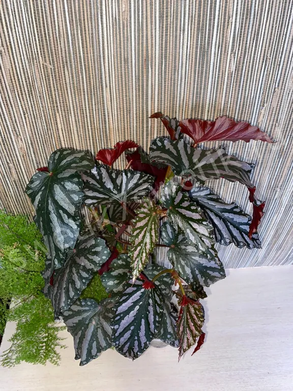 Бегония Down home