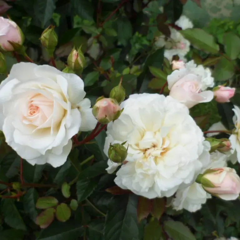 роза плетистая белая