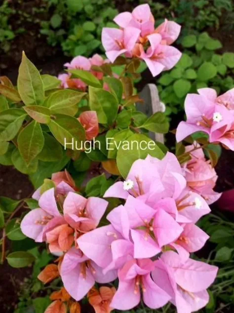 Бугенвиллия Hugh evance