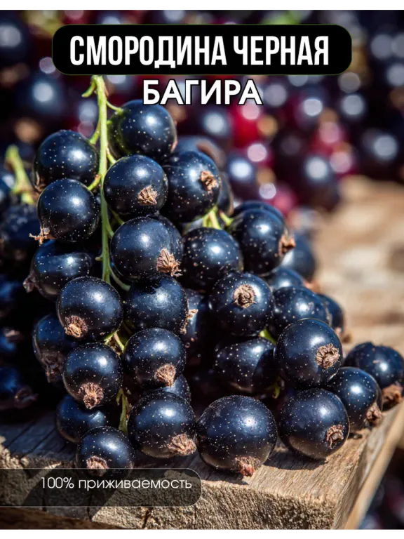 Багира