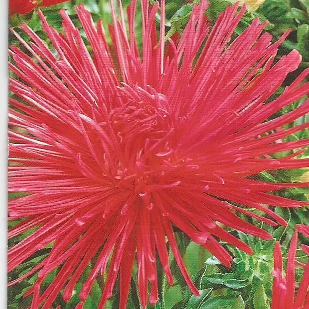 Астра Красные лучи