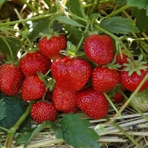 Земляника Лия сахарная