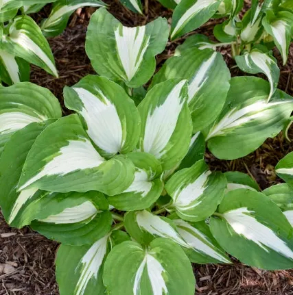 Night Before Christmas