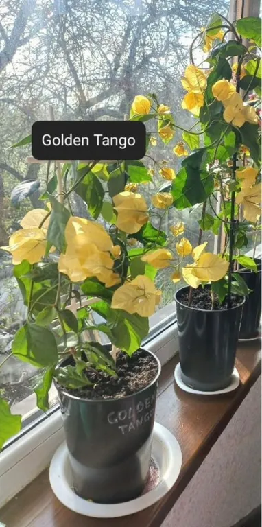 Бугенвиллия Golden tango