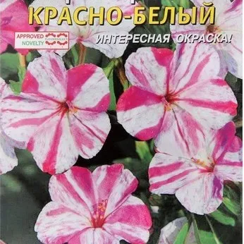 Мирабилис мраморный Красно-белый