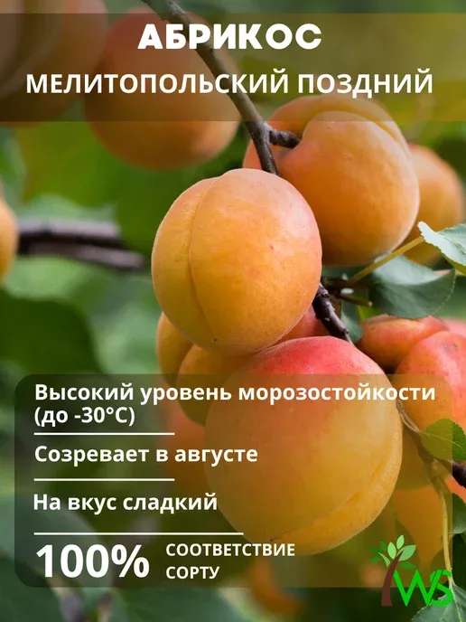 Абрикос Мелитопольский поздний