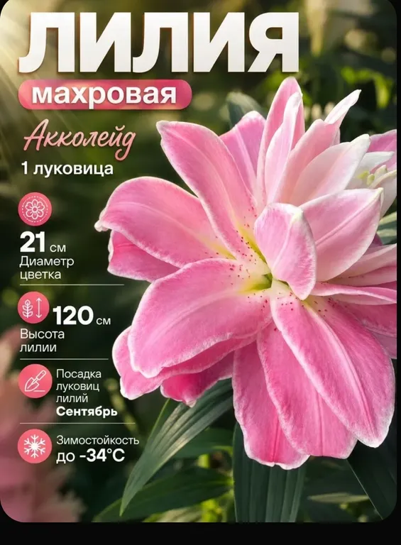 Акколейд