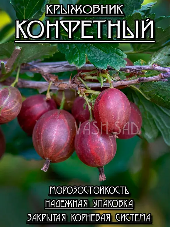 Крыжовник Конфетный