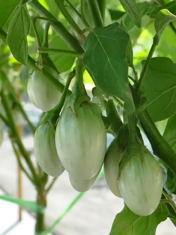 Баклажан Зеленая черепаха