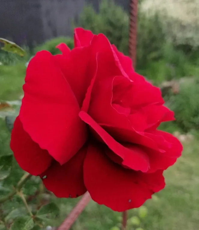 Роза плетистая Амадеус