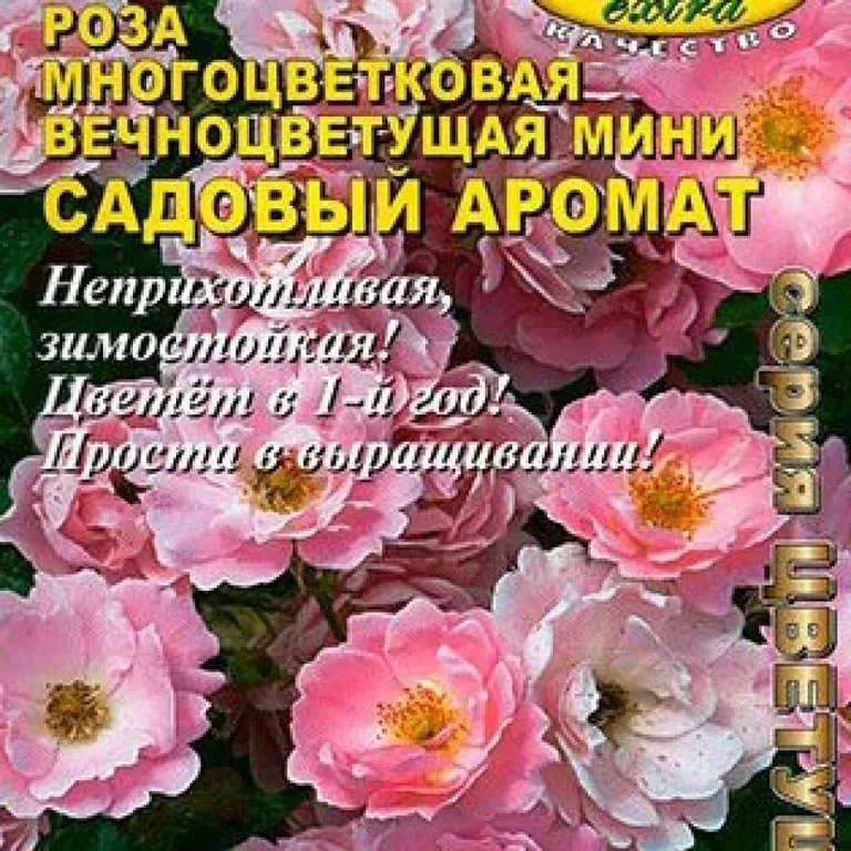 Роза многоцветковая вечноцветущая мини Садовый аромат