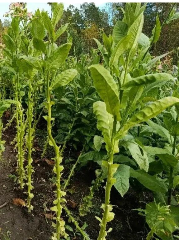 Табак Сигарный Badischer Geudertheimer