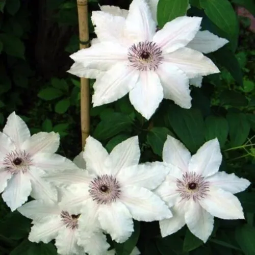 Клематис Балерина