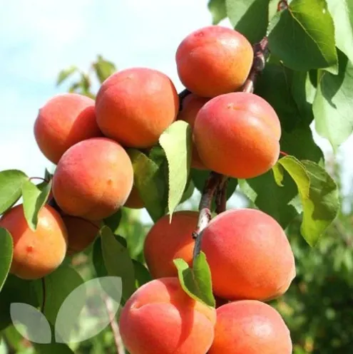 Абрикос Goldcot