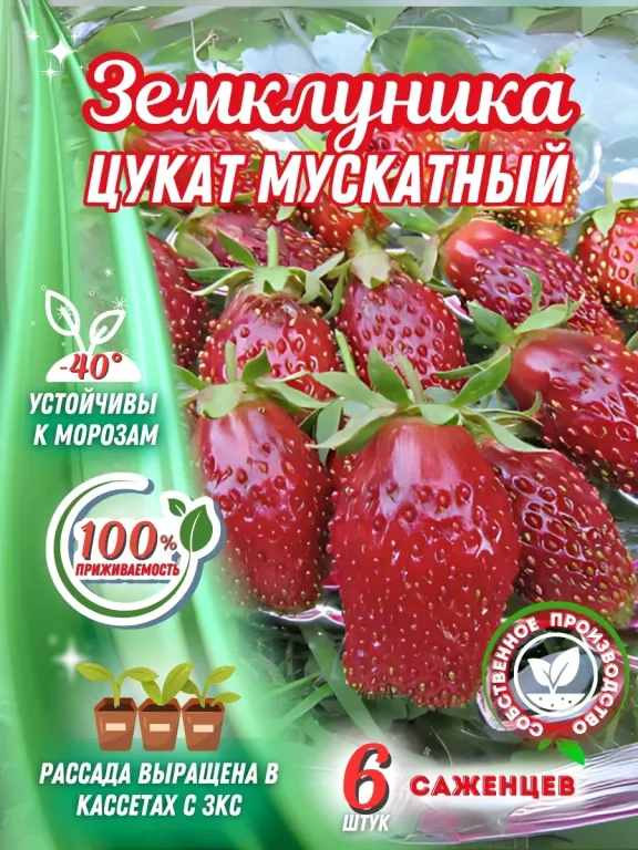 Земклуника Цукат Мускатный