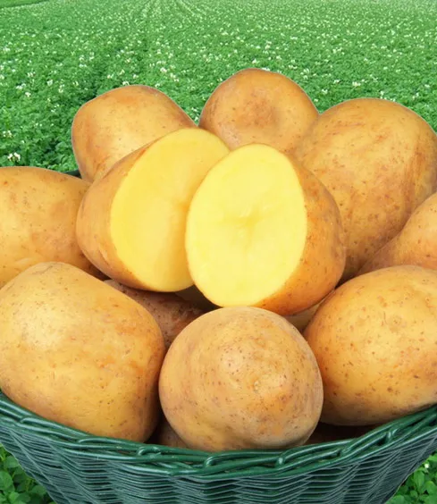 Картофель Адретта 