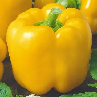 Перец Квадратто Д'Асти желтый