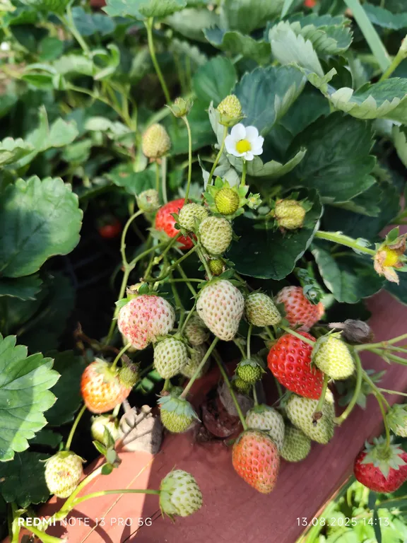 Земляника Белруби