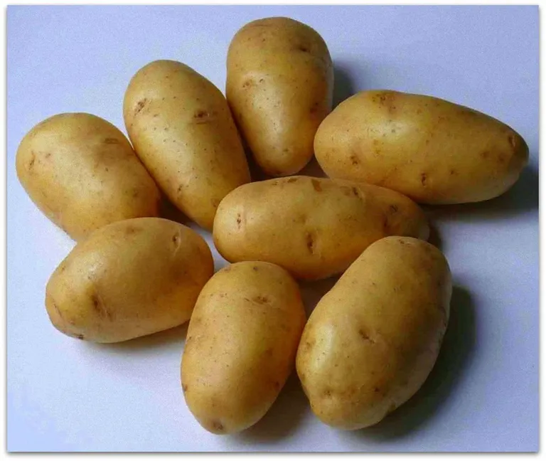 Картофель Импала