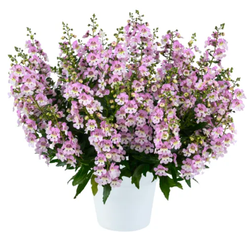 Ангелония узколистная Big Bicolor Pink Improved