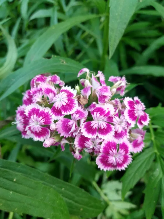 Гвоздика турецкая Barbarini Purple Picotee
