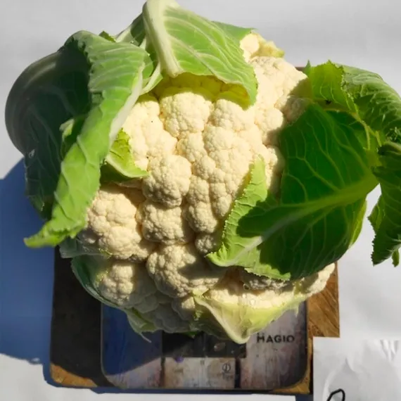 Каруста Цветная Овиндоли F1