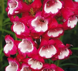 Пенстемон наперстянковый  Хартвиг Шансон