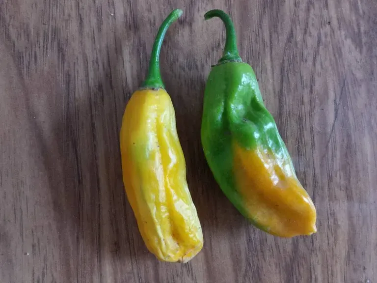 Перец острый Habanero neon