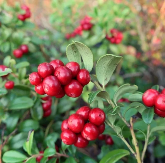 Брусника Red Candy