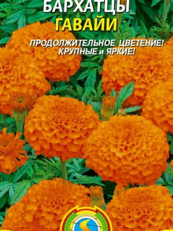 Тагетес Гавайи