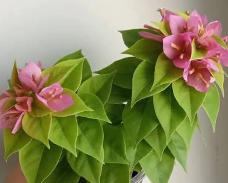 Бугенвиллия Pixie mini thai