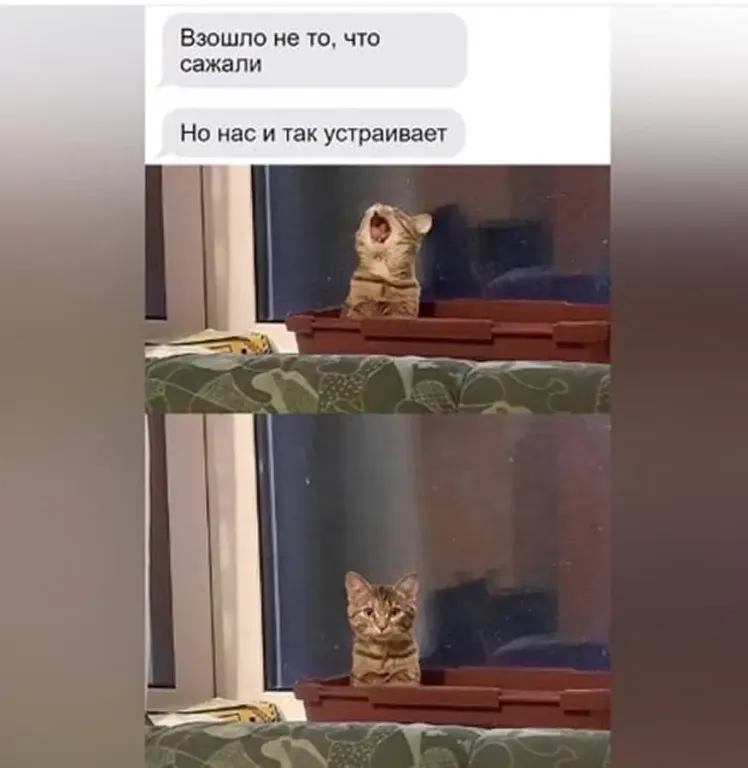 Взошло не то, что сажали